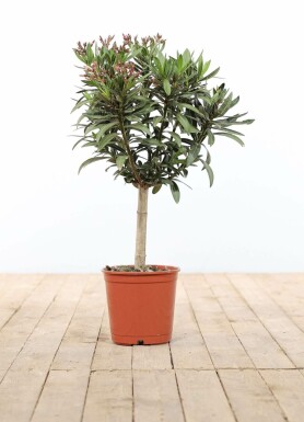 Nerium oleander 60-70 cm