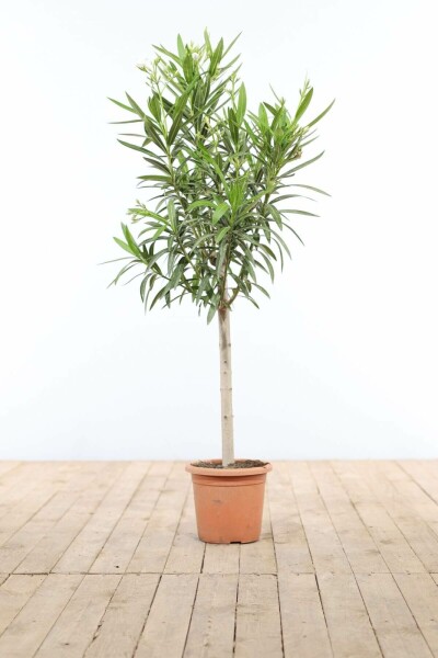 Nerium oleander Oleander på stam 100-120 i kruka Nerium oleander 100-120 cm