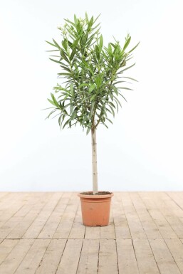 Nerium oleander 100-120 cm