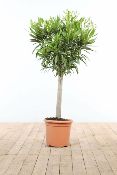 Nerium oleander Oleander på stam 120-130 i kruka Nerium oleander 120-130 cm