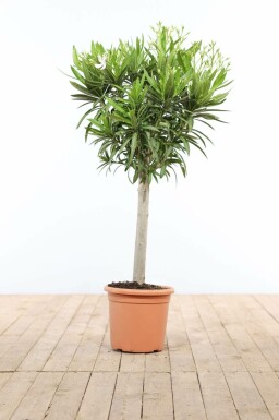 Nerium oleander 120-130 cm