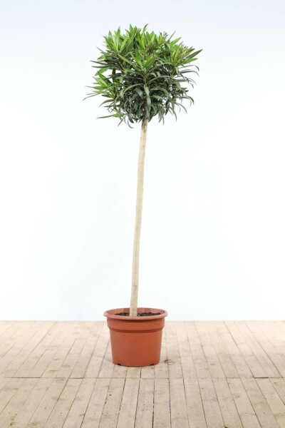 Nerium oleander Oleander på stam 170-180 i kruka Nerium oleander 170-180 cm