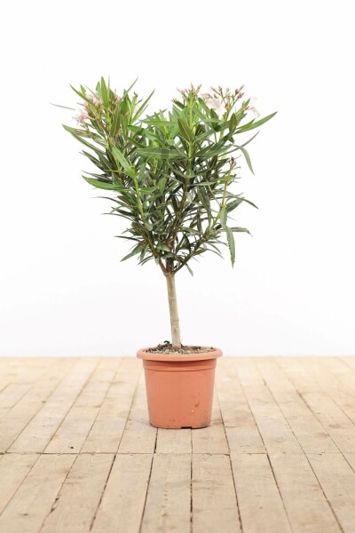Nerium oleander 50-60 cm