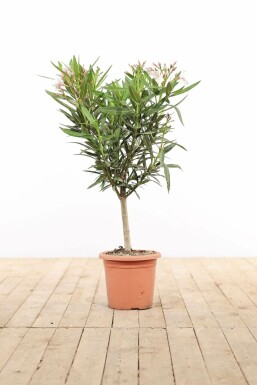 Nerium oleander 50-60 cm