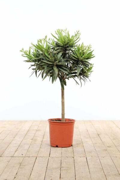 Nerium oleander Oleander på stam 60-70 i kruka Nerium oleander 60-70 cm