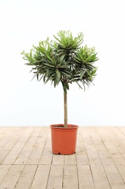 Nerium oleander 60-70 cm