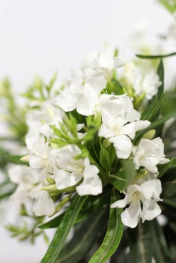 Nerium oleander 60-70 cm