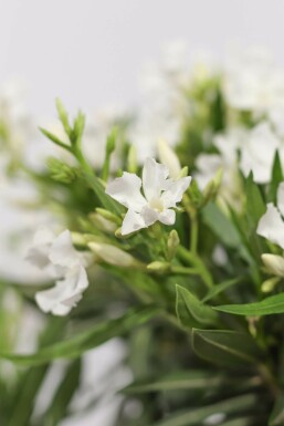 Nerium oleander 60-70 cm