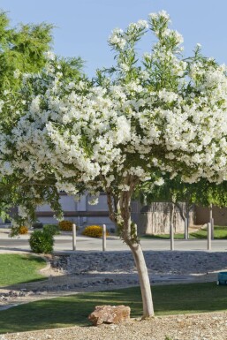 Nerium oleander 60-70 cm