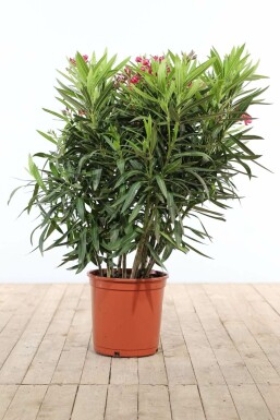 Nerium oleander Oleander buske 100-120 i kruka Nerium oleander 100-120 cm