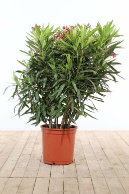 Nerium oleander Oleander buske 100-120 i kruka