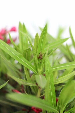 Nerium oleander 100-120 cm