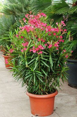 Nerium oleander Oleander buske 100-120 i kruka Nerium oleander 100-120 cm