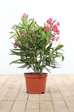 Nerium oleander Oleander buske 50-60 i kruka