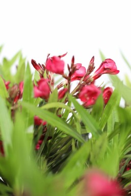 Nerium oleander Oleander buske 50-60 i kruka