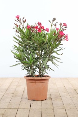 Nerium oleander Oleander buske 70-80 i kruka