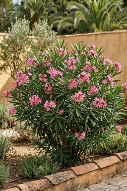 Nerium oleander 70-80 cm