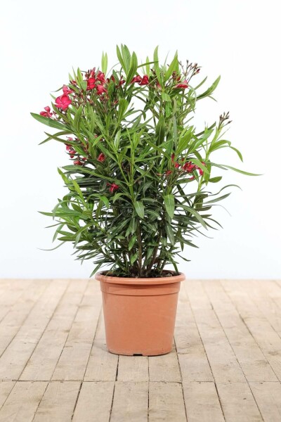 Nerium oleander Oleander buske 80-100 i kruka Nerium oleander 80-100 cm