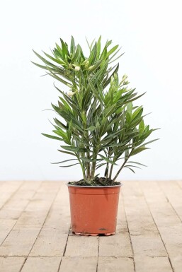 Nerium oleander Oleander buske 50-60 i kruka Nerium oleander 50-60 cm