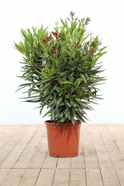 Nerium oleander