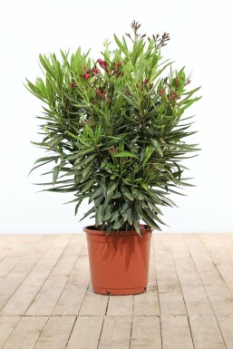 Nerium oleander Oleander buske 70-80 i kruka Nerium oleander 70-80 cm