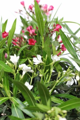 Nerium oleander 70-80 cm