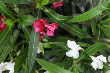 Nerium oleander 70-80 cm