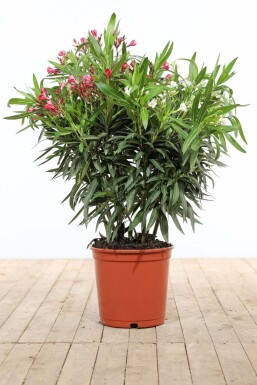 Nerium oleander Oleander buske 80-100 i kruka Nerium oleander 80-100 cm