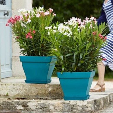 Nerium oleander 80-100 cm
