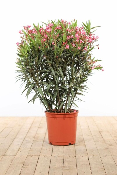 Nerium oleander Oleander buske 100-120 i kruka Nerium oleander 100-120 cm