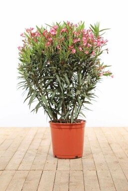 Nerium oleander Oleander buske 100-120 i kruka