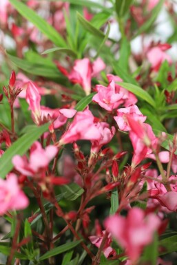 Nerium oleander 100-120 cm