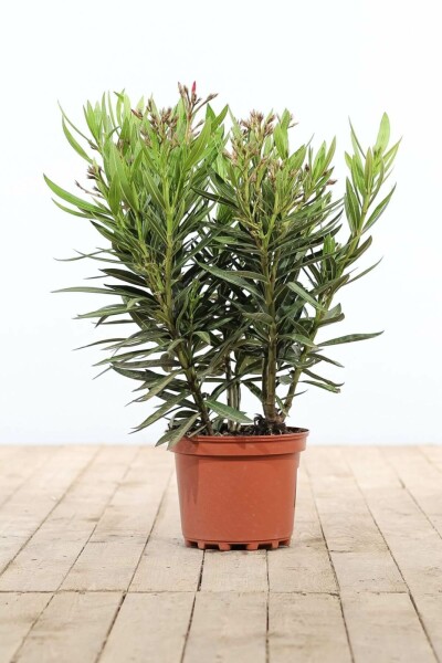 Nerium oleander Oleander buske 50-60 i kruka Nerium oleander 50-60 cm