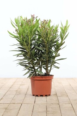 Nerium oleander Oleander buske 50-60 i kruka