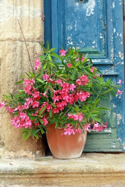 Nerium oleander 50-60 cm