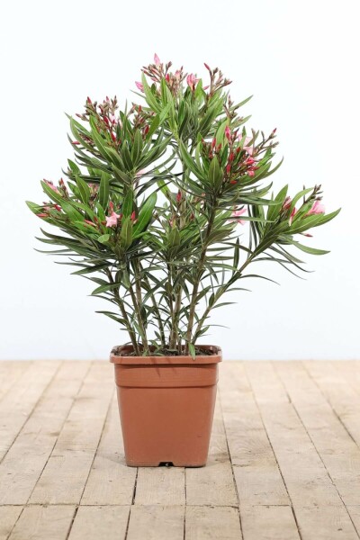 Nerium oleander Oleander buske 70-80 i kruka Nerium oleander 70-80 cm