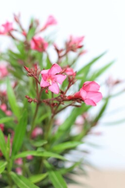 Nerium oleander Oleander buske 70-80 i kruka Nerium oleander 70-80 cm