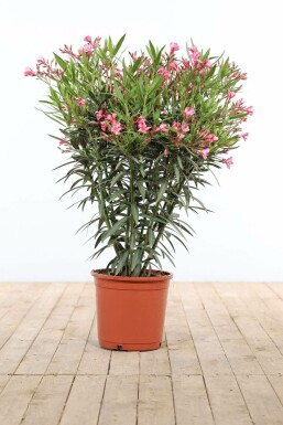 Nerium oleander 80-100 cm