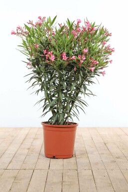 Nerium oleander Oleander buske 80-100 i kruka