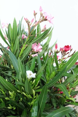 Nerium oleander Oleander i kruka Nerium oleander