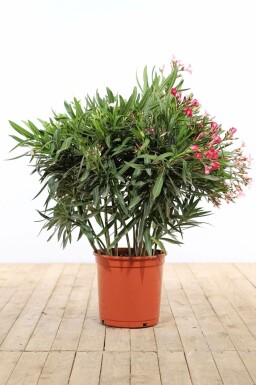 Nerium oleander Oleander buske 100-120 i kruka Nerium oleander 100-120 cm
