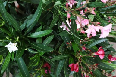 Nerium oleander Oleander buske 100-120 i kruka Nerium oleander 100-120 cm