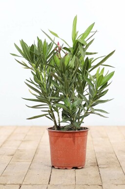 Nerium oleander Oleander buske 50-60 i kruka Nerium oleander 50-60 cm