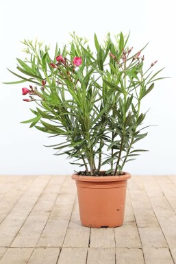 Nerium oleander Oleander buske 70-80 i kruka Nerium oleander 70-80 cm