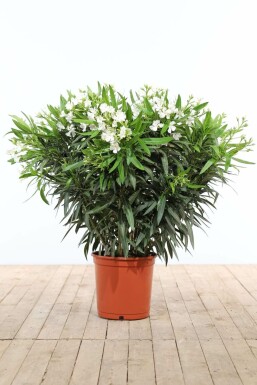 Nerium oleander Oleander buske 100-120 i kruka Nerium oleander 100-120 cm