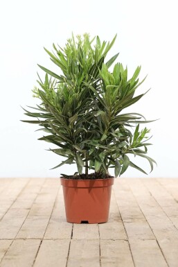 Nerium oleander Oleander buske 50-60 i kruka Nerium oleander 50-60 cm