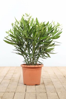 Nerium oleander Oleander buske 70-80 i kruka Nerium oleander 70-80 cm