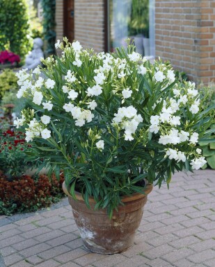 Nerium oleander 70-80 cm