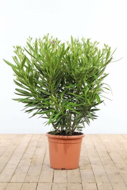 Nerium oleander Oleander buske 80-100 i kruka Nerium oleander 80-100 cm