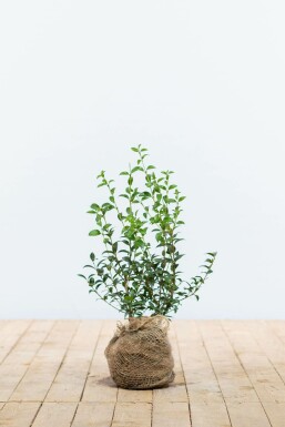 Osmanthus × burkwoodii 30-40 cm